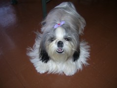 Fotos de perros